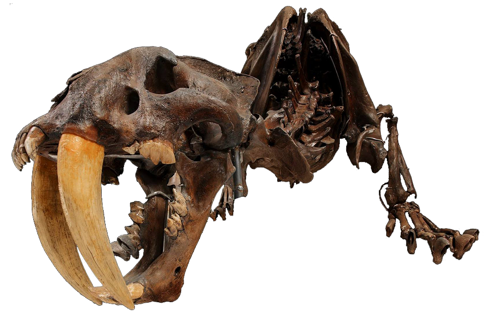 Smilodon