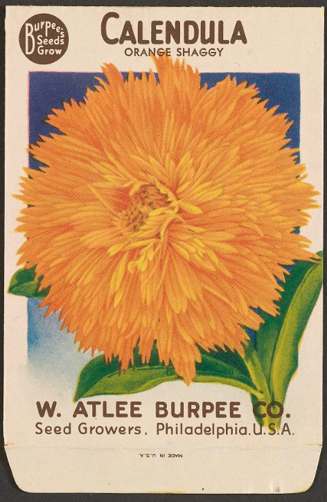 Photo of a 1920s garden seed packet featuring an image of an orange flower