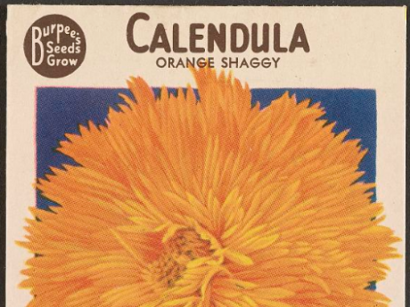 Image of a 1920s garden seed packet featuring an orange flower